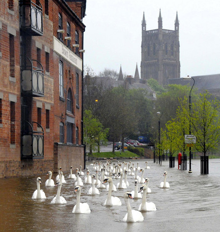 nice weather for ducks and swans